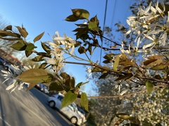 Amelanchier amabilis