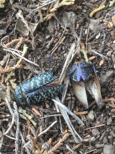 Lampetis drummondi