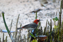 Myzomela erythrocephala