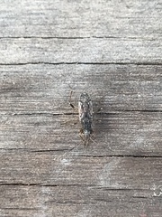 Ligyrocoris litigiosus