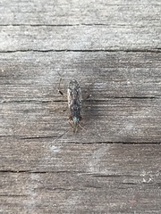 Ligyrocoris litigiosus