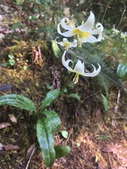 Erythronium citrinum