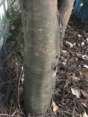 Prumnopitys ferruginea