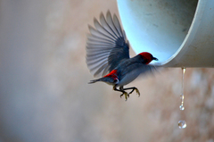 Myzomela erythrocephala