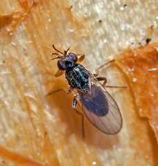 Elachiptera cornuta