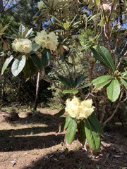 Rhododendron grande