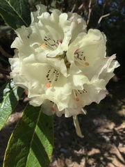 Rhododendron grande