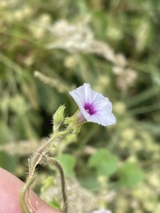Ipomoea sinensis blepharosepala