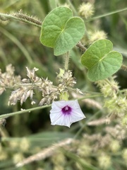 Ipomoea sinensis blepharosepala