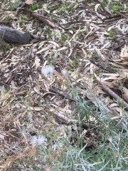 Senecio quadridentatus