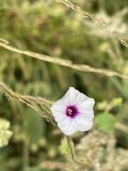 Ipomoea sinensis blepharosepala