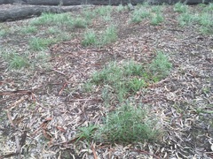 Senecio quadridentatus