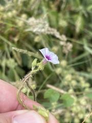 Ipomoea sinensis blepharosepala