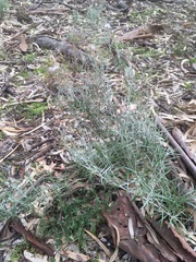 Senecio quadridentatus