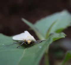 Pareuchaetes pseudoinsulata
