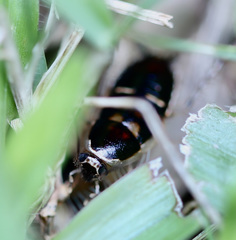 Lobopterella dimidiatipes