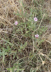 Phyla cuneifolia
