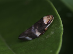 Ptyelinellus praefractus