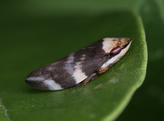 Ptyelinellus praefractus