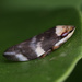 Ptyelinellus praefractus - Photo (c) Joshua Wong, algunos derechos reservados (CC BY-NC)