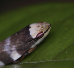 Ptyelinellus praefractus