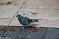 Columba livia domestica