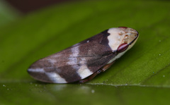 Ptyelinellus praefractus