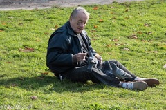 Columba livia domestica