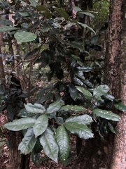 Melicope micrococca