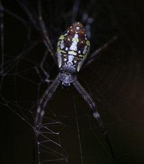 Argiope dang