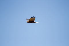 Circus aeruginosus