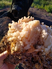 Daleomyces phillipsii