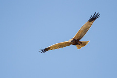 Circus aeruginosus