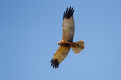 Circus aeruginosus