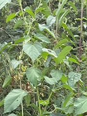 Hibiscus dongolensis