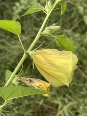 Hibiscus dongolensis