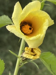 Hibiscus dongolensis