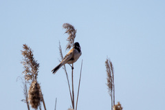 Emberiza schoeniclus
