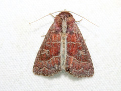 Perigea lineata