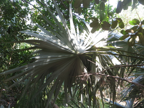 Image of Leucothrinax morrisii by (c) Ben Machado, some rights reserved (CC BY)