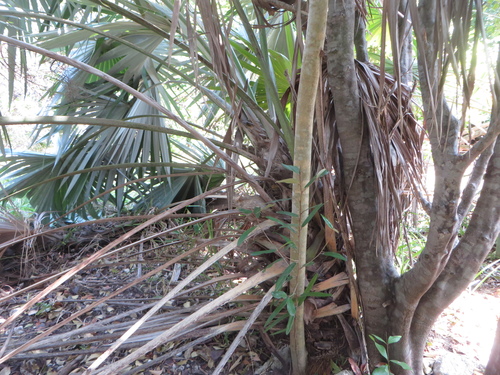 Leucothrinax morrisii image