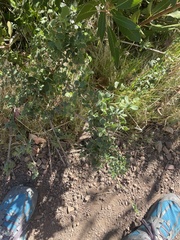 Lonicera subspicata denudata