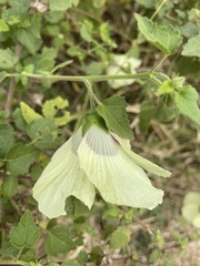 Hibiscus vitifolius