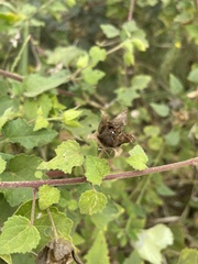 Hibiscus vitifolius