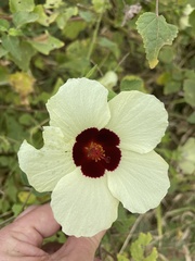 Hibiscus vitifolius