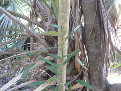 Quadrella jamaicensis