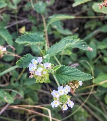 Lantana grisebachii