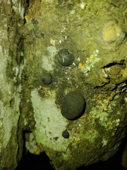 Annulohypoxylon