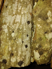 Annulohypoxylon