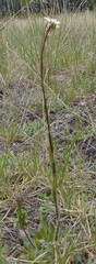 Arabis nuttallii